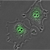 Cell microscope pic.png